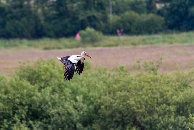 landing